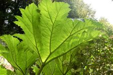 Gunnera captures sunlight for photosynthesis over the large surfaces of its leaves, which are supported by strong veins.