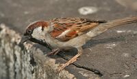 House Sparrow (Passer domesticus)- Male in Kolkata I IMG 5904.jpg