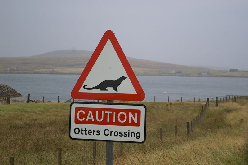 ملف:Otters Crossing sign at Benbecula.jpg