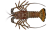 Spiny lobster
