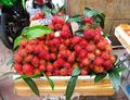 'Rambutan Binjai', one of the leading cultivars in Indonesia