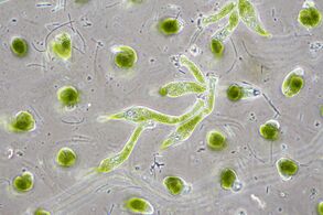 Chlorella vulgaris, a common green microalgae, in endosymbiosis with a ciliate[390]