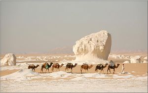 جمال في محمية الصحراء البيضاء، واحة الفرافرة، مصر.