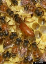 Apis mellifera (queen and workers).jpg