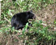 Asian black bear in CTNP.jpg