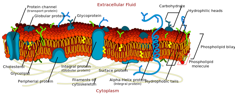 ملف:Cell membrane detailed diagram.svg