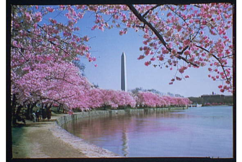 ملف:Cherry blossom in Washington DC.png