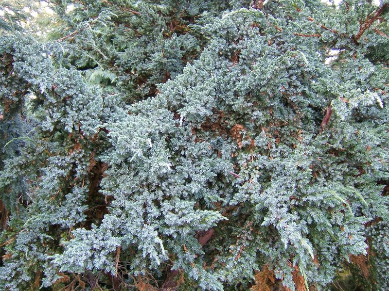 ملف:Juniperus squamata0.jpg