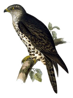 Pernis apivorus by John Gould improved.jpg