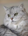 Shaded Silver Doll Faced Persian