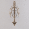 Thoracic cage with spine