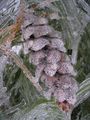A pinecone covered in ice after an ice storm.