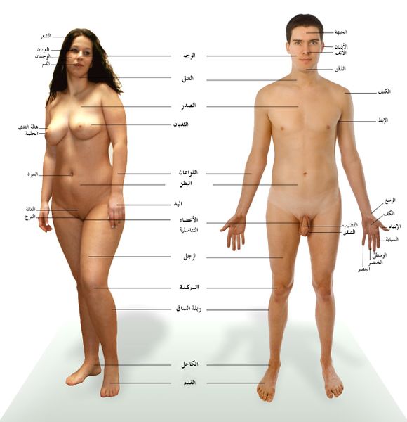 ملف:Human anatomy.jpg