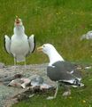 Great black-backed gulls displaying
