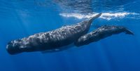 Sperm whales (Cetacea)