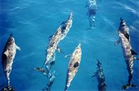 مجموعة دلافين دوارة في هاواي، هاواي