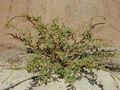 Spiny Amaranth (Amaranthus spinosus)