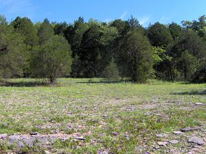 Photograph of a cedar glade, a rare ecosystem found in Middle Tennessee