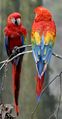 Wing clipped Scarlet Macaws