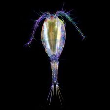 Over 10,000 marine species are copepods, small, often microscopic crustaceans