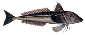 Eutrigla gurnardus1.jpg