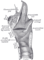 Sagittal section of the larynx and upper part of the trachea.