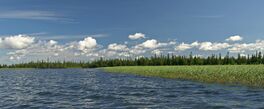 Reeds on shore Kanozero.jpg