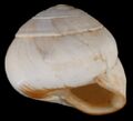 globose shell of Sphincterochila candidissima