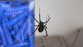 Black widow suspended in her web.