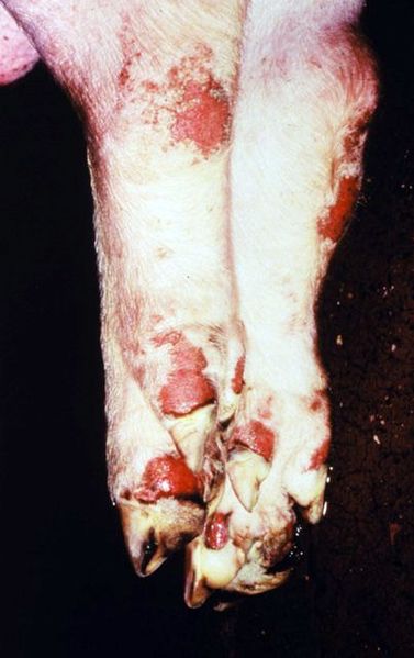 ملف:Foot and mouth disease in swine.jpg