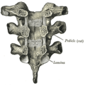 Vertebral arches of three thoracic vertebrae viewed from the front.