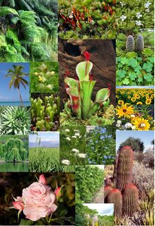 ما الصورة التي تظهر نباتات شائعه في الصحراء