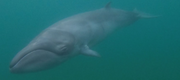 pygmy right whale