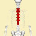 Same as the left. But bones around the thoracic vertebrae are shown as semi-transparent.