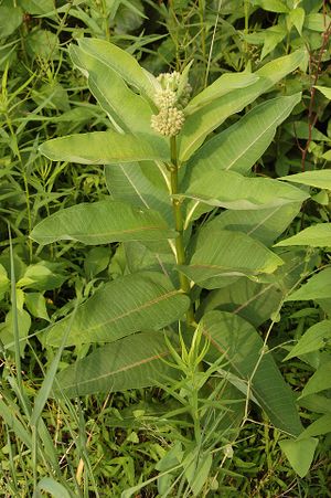 Common Milkweed Asclepias syriaca Plant 2000px.jpg