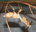 Adult female Deroplatys lobata, Malaysian Dead Leaf Mantis