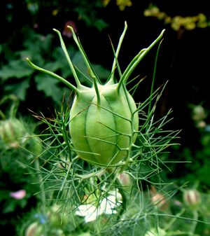 Nigella damascena seed capsule1.jpg