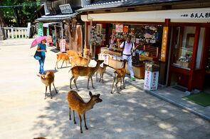 Deer approaching tourists in Nara Park in summer.
