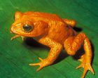 The species Bufo periglenes (Golden Toad) was last reported in 1989