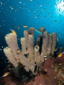 توفر الشعاب المرجانية موائل بحرية للاسفنجيات، والتي تعتبر بدورها موئلاً للأسماك.