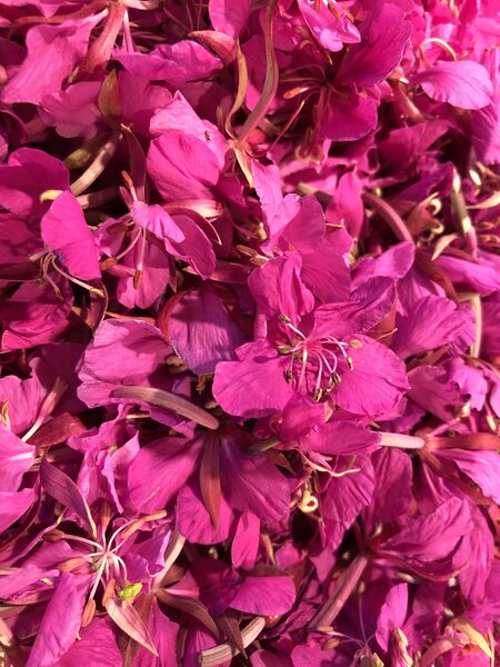 ملف:Chamaenerion angustifolium Abuluntu.jpg