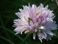 An ant on a chive flower