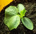 Cucumber seedling, two weeks old, started indoors