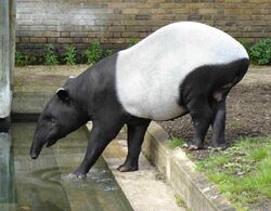 تاپير الملايو، حديقة حيوان لندن.