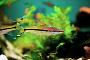 Denison's barb is threatened from habitat loss and is now bred in captivity