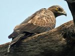 Oriental Honey Buzzard (Female)- Bharatpur I IMG 8243.jpg