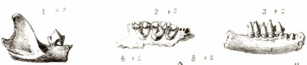 A black-and-white sketch of three views of a fossil bat's jaws and teeth