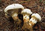 Bulbous white mushrooms on the forest floor