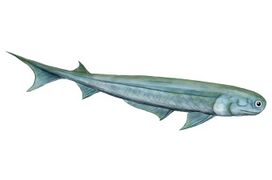 Cartilaginous fishes may have evolved from spiny sharks.