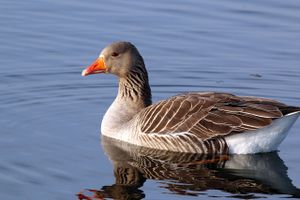 Greylag goose swimming (anser anser).jpg